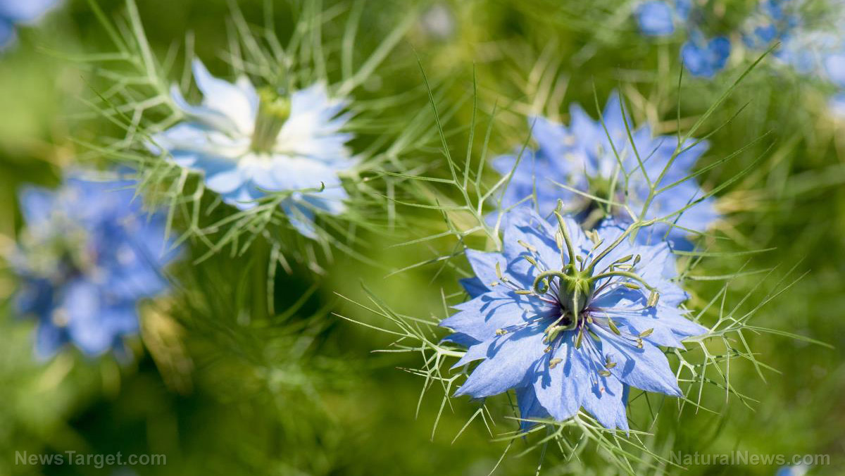 Exploring the antiparasitic properties of fennel flower